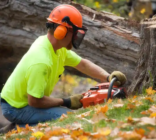 tree services Sanborn